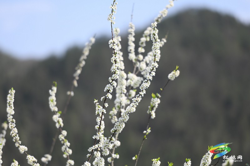 【多彩貴州·花漾中國(guó)】孟溪鎮(zhèn)安山村：李花爛漫 約你相見(jiàn)