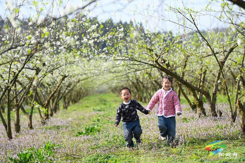 【多彩貴州·花漾中國(guó)】孟溪鎮(zhèn)安山村：李花爛漫 約你相見(jiàn)