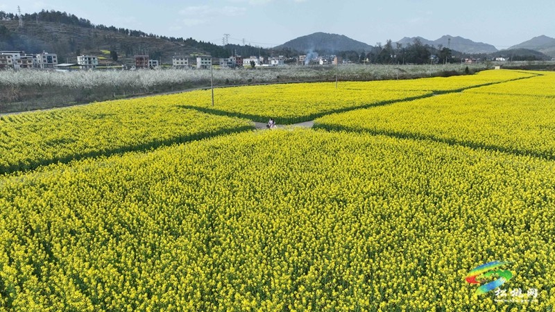 【多彩貴州·花漾中國(guó)】孟溪鎮(zhèn)安山村：李花爛漫 約你相見(jiàn)