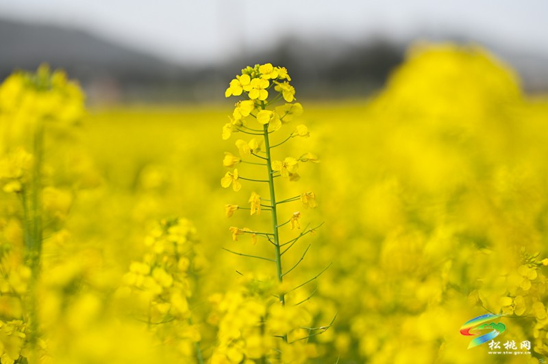 【多彩貴州·花漾中國(guó)】孟溪鎮(zhèn)安山村：李花爛漫 約你相見(jiàn)