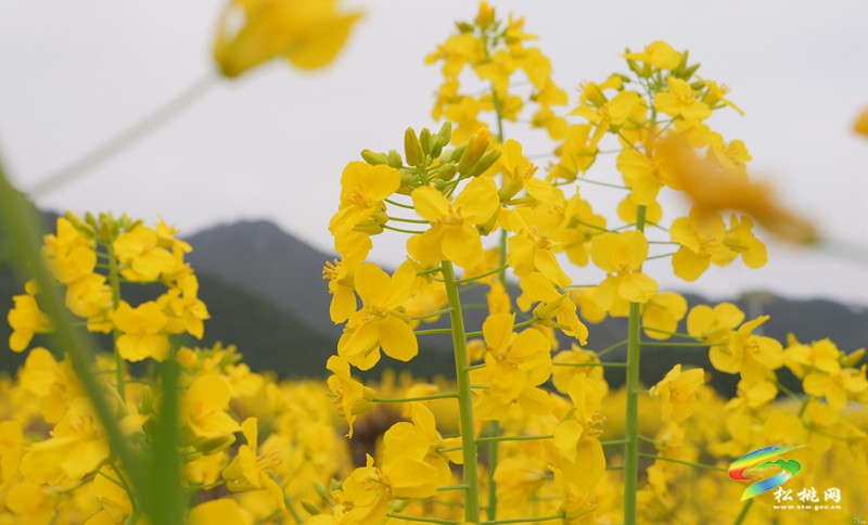 【多彩貴州·花漾中國】普覺：“上春山”賞春花
