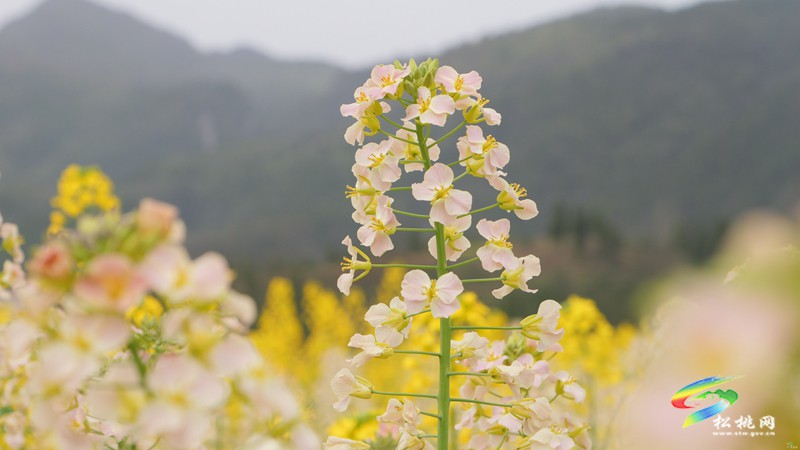 【多彩貴州·花漾中國】普覺：“上春山”賞春花