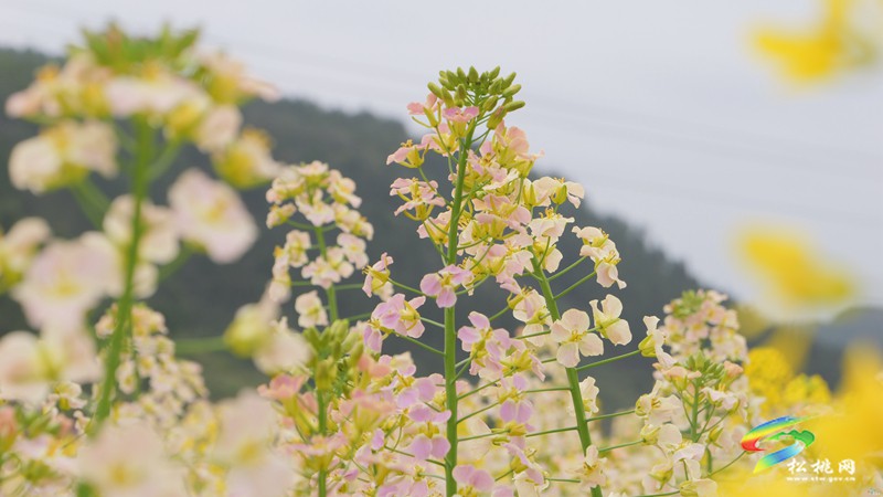 【多彩貴州·花漾中國】普覺：“上春山”賞春花