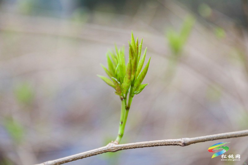 冷水溪鎮(zhèn)：藤茶產(chǎn)業(yè)“牽”出群眾就業(yè)增收路