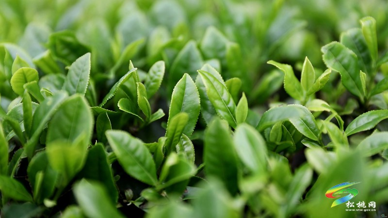 【奮進的春天】普覺鎮(zhèn)：茶園吐新綠 春光正當時