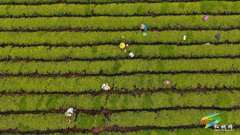 【奮進的春天】普覺鎮(zhèn)：茶園吐新綠 春光正當時