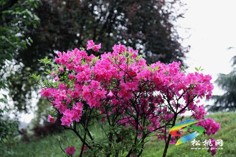 【多彩貴州·花漾中國】松桃：四月喜迎杜鵑花