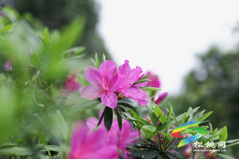 【多彩貴州·花漾中國】松桃：四月喜迎杜鵑花