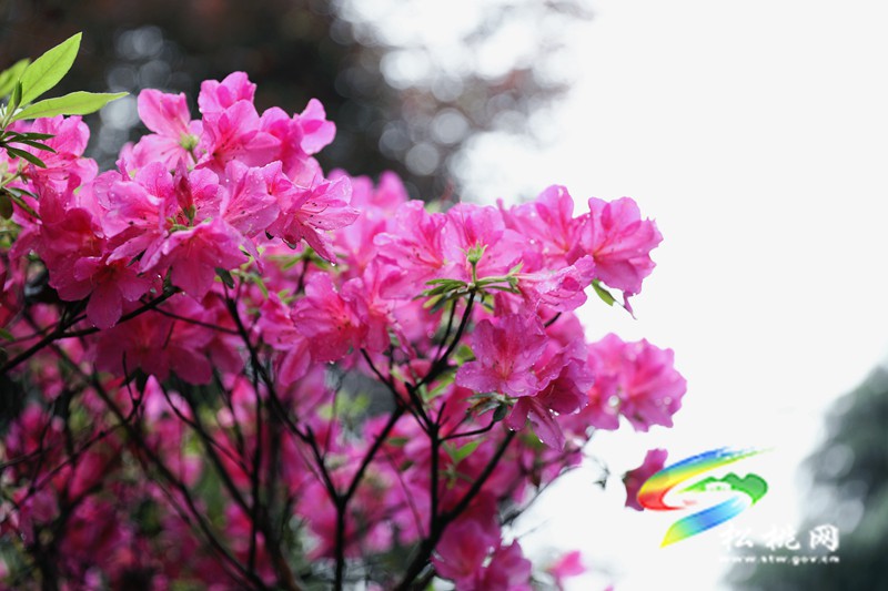 【多彩貴州·花漾中國】松桃：四月喜迎杜鵑花