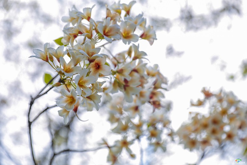 【多彩貴州·花漾中國】沙壩河鄉(xiāng)：桐子花開 春色正好