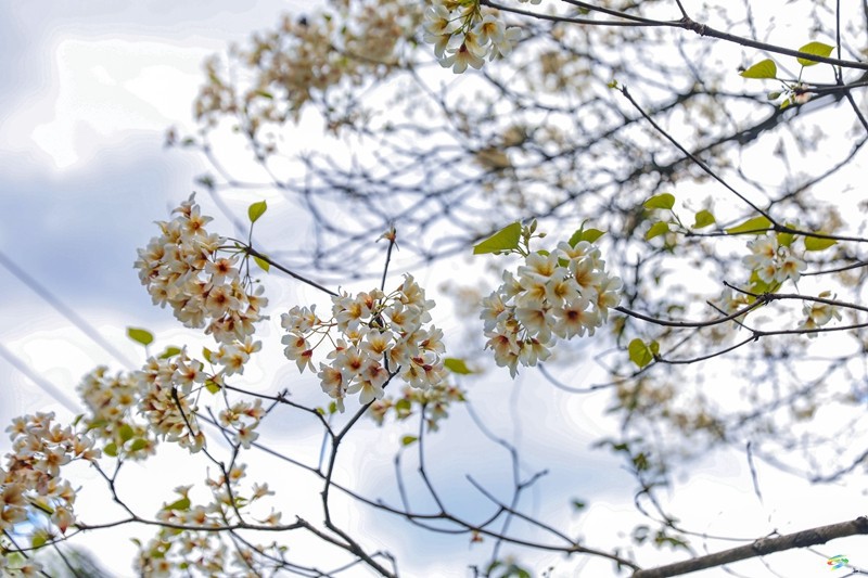 【多彩貴州·花漾中國】沙壩河鄉(xiāng)：桐子花開 春色正好