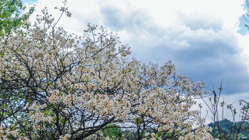 【多彩貴州·花漾中國】沙壩河鄉(xiāng)：桐子花開 春色正好