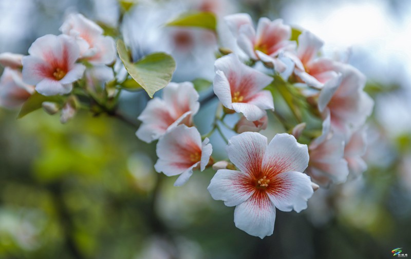【多彩貴州·花漾中國】沙壩河鄉(xiāng)：桐子花開 春色正好