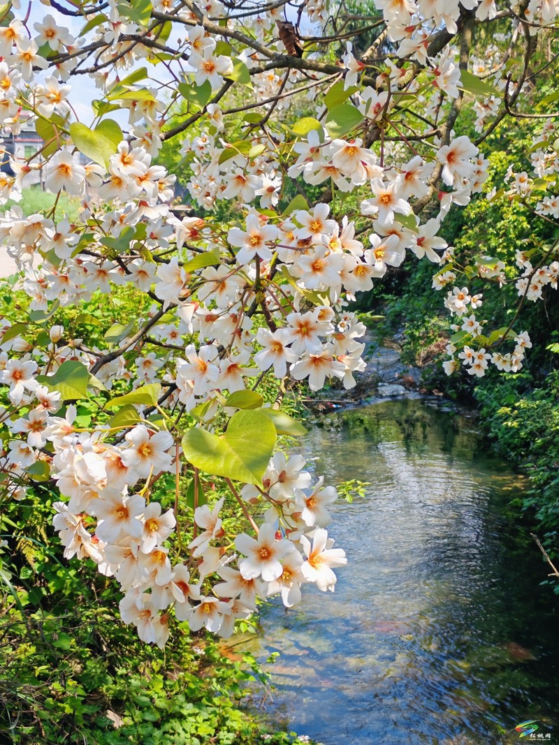 【多彩貴州·花漾中國】世昌街道：桐子花開正旖旎