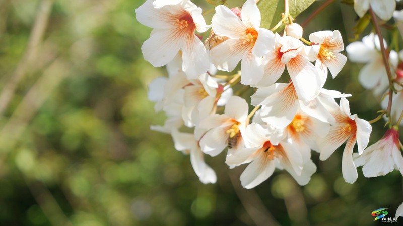 【多彩貴州·花漾中國】世昌街道：桐子花開正旖旎