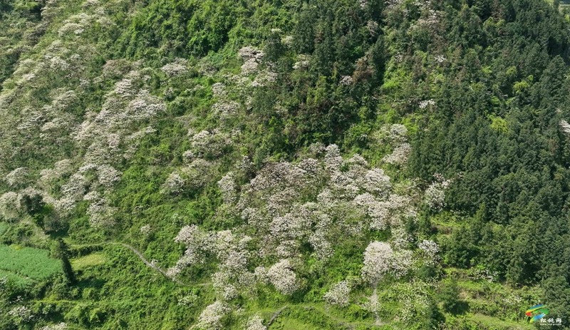 【多彩貴州·花漾中國】世昌街道：桐子花開正旖旎