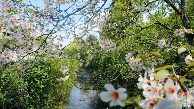 【多彩貴州·花漾中國】世昌街道：桐子花開正旖旎