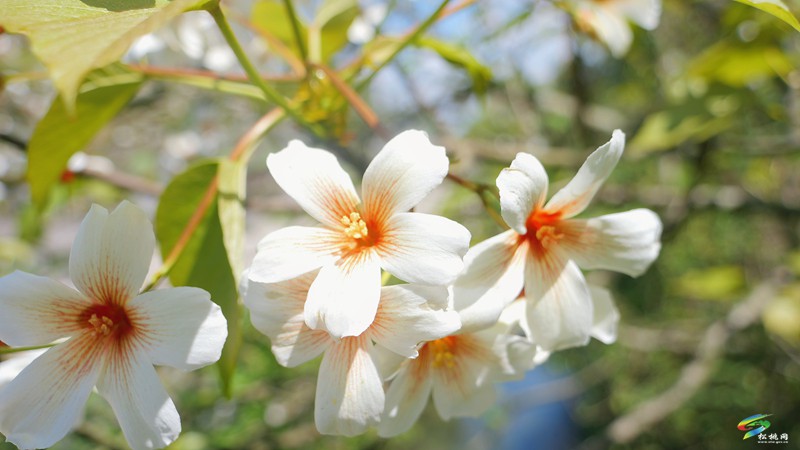 【多彩貴州·花漾中國】世昌街道：桐子花開正旖旎