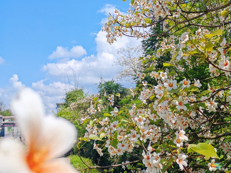 【多彩貴州·花漾中國】世昌街道：桐子花開正旖旎