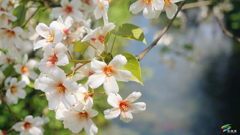 【多彩貴州·花漾中國】世昌街道：桐子花開正旖旎