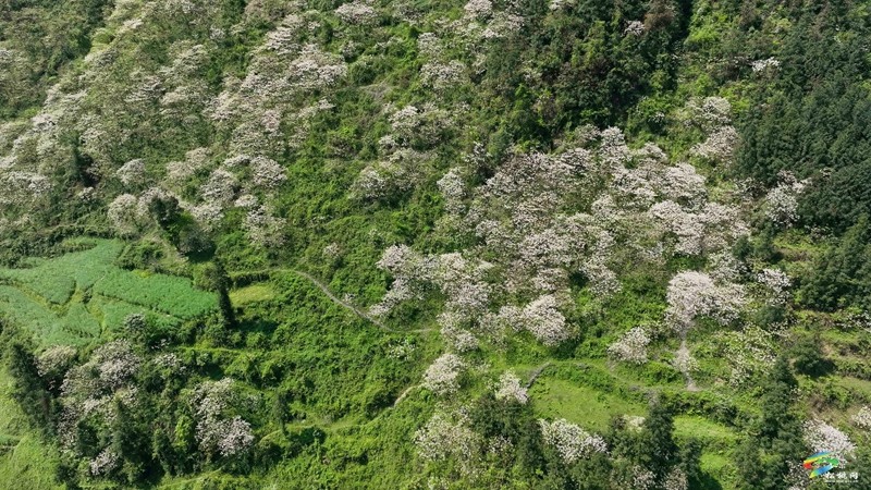 【多彩貴州·花漾中國】世昌街道：桐子花開正旖旎