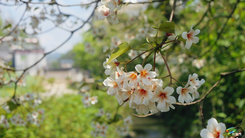 【多彩貴州·花漾中國】世昌街道：桐子花開正旖旎