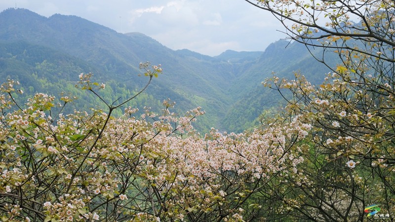 【多彩貴州·花漾中國】世昌街道：桐子花開正旖旎