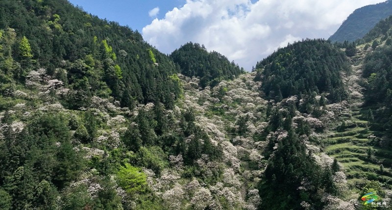 【多彩貴州·花漾中國】世昌街道：桐子花開正旖旎