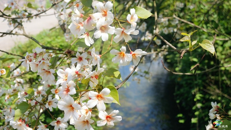 【多彩貴州·花漾中國】世昌街道：桐子花開正旖旎