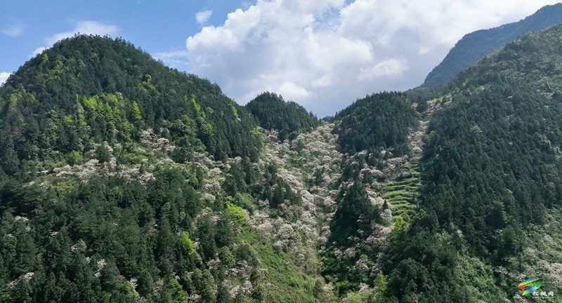 【多彩貴州·花漾中國】世昌街道：桐子花開正旖旎