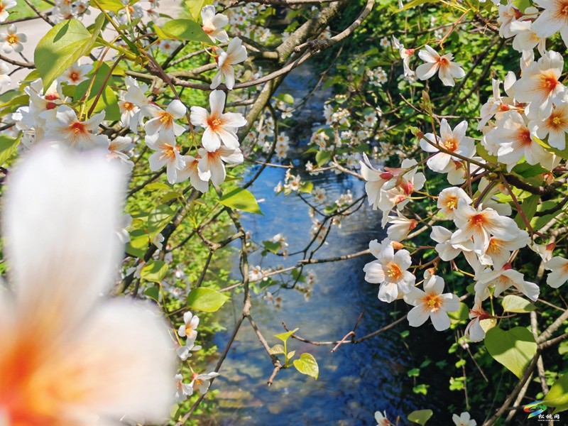 【多彩貴州·花漾中國】世昌街道：桐子花開正旖旎