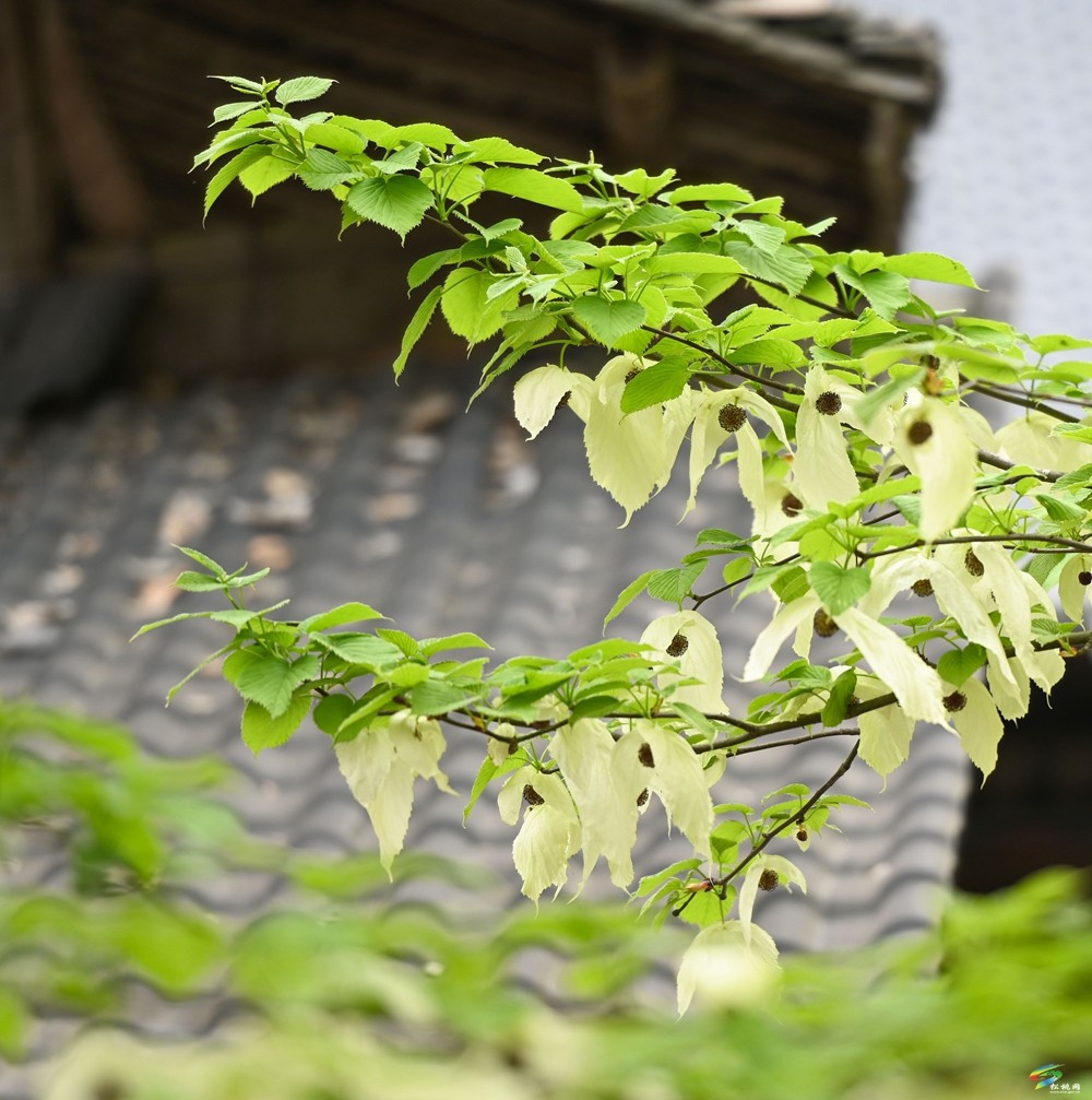 【多彩貴州·花漾中國(guó)】松桃：梵凈山下 鴿子花開