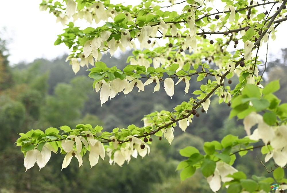 【多彩貴州·花漾中國(guó)】松桃：梵凈山下 鴿子花開
