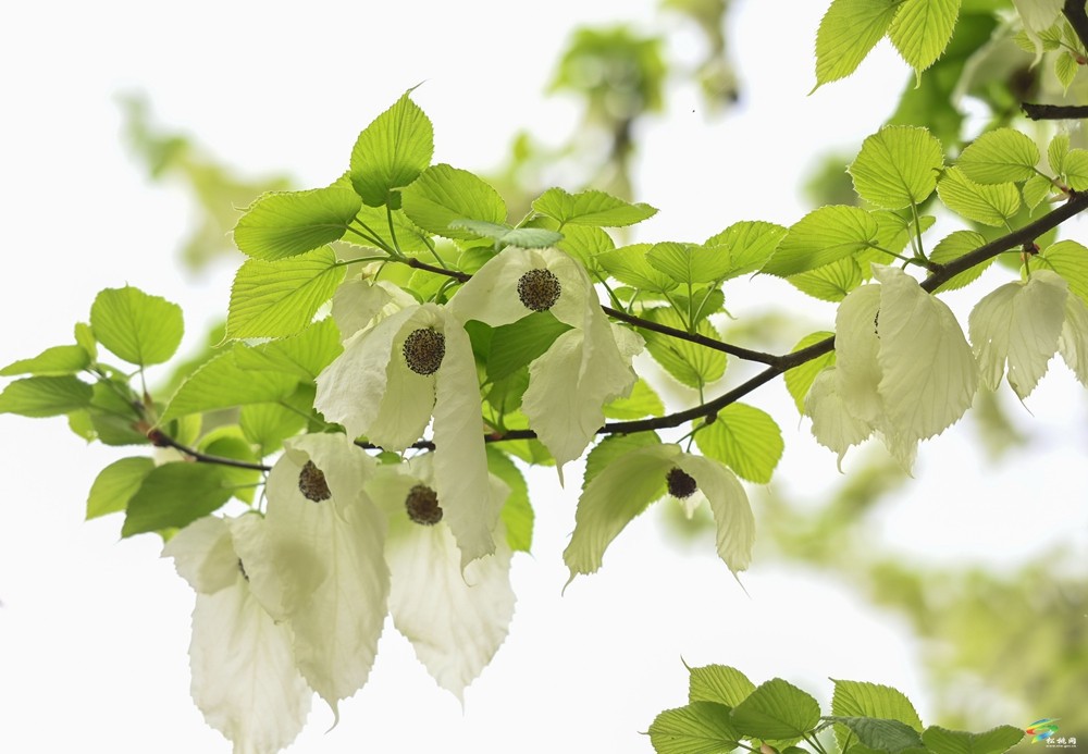 【多彩貴州·花漾中國(guó)】松桃：梵凈山下 鴿子花開