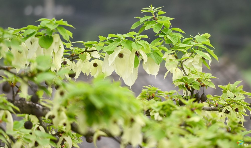 【多彩貴州·花漾中國(guó)】松桃：梵凈山下 鴿子花開