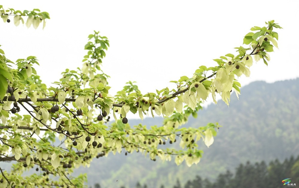 【多彩貴州·花漾中國(guó)】松桃：梵凈山下 鴿子花開