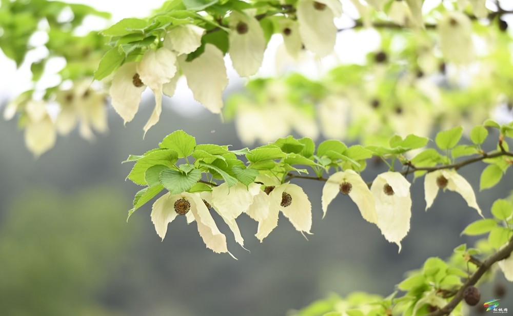 【多彩貴州·花漾中國(guó)】松桃：梵凈山下 鴿子花開