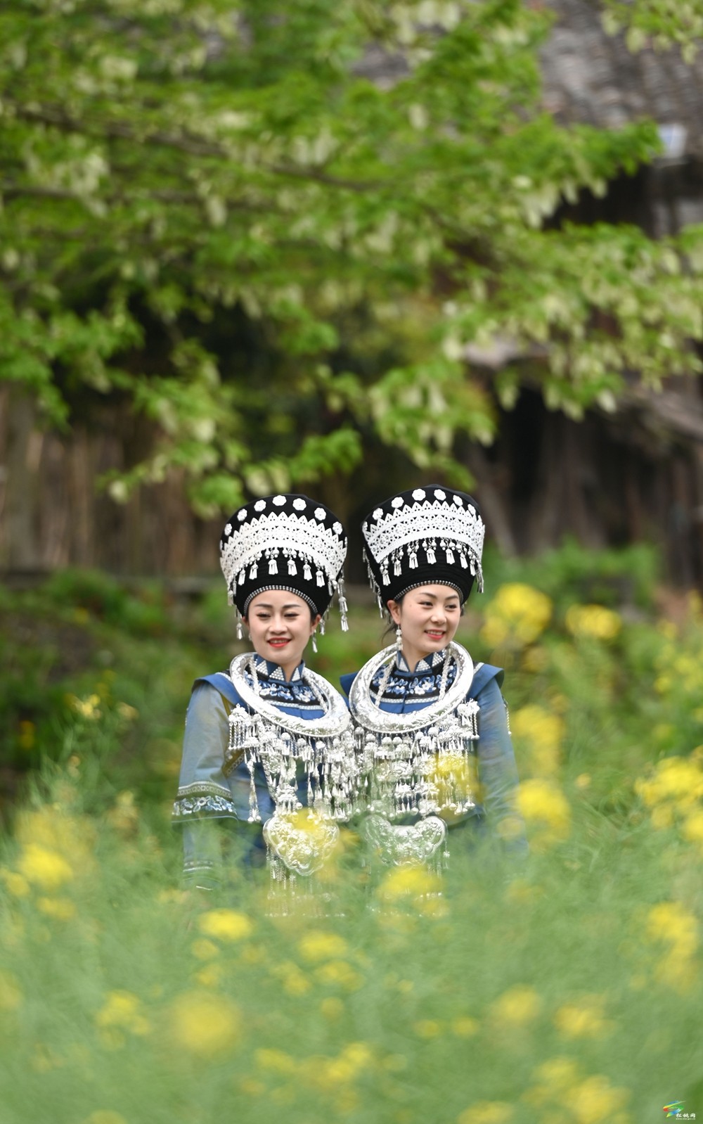 【多彩貴州·花漾中國(guó)】松桃：梵凈山下 鴿子花開