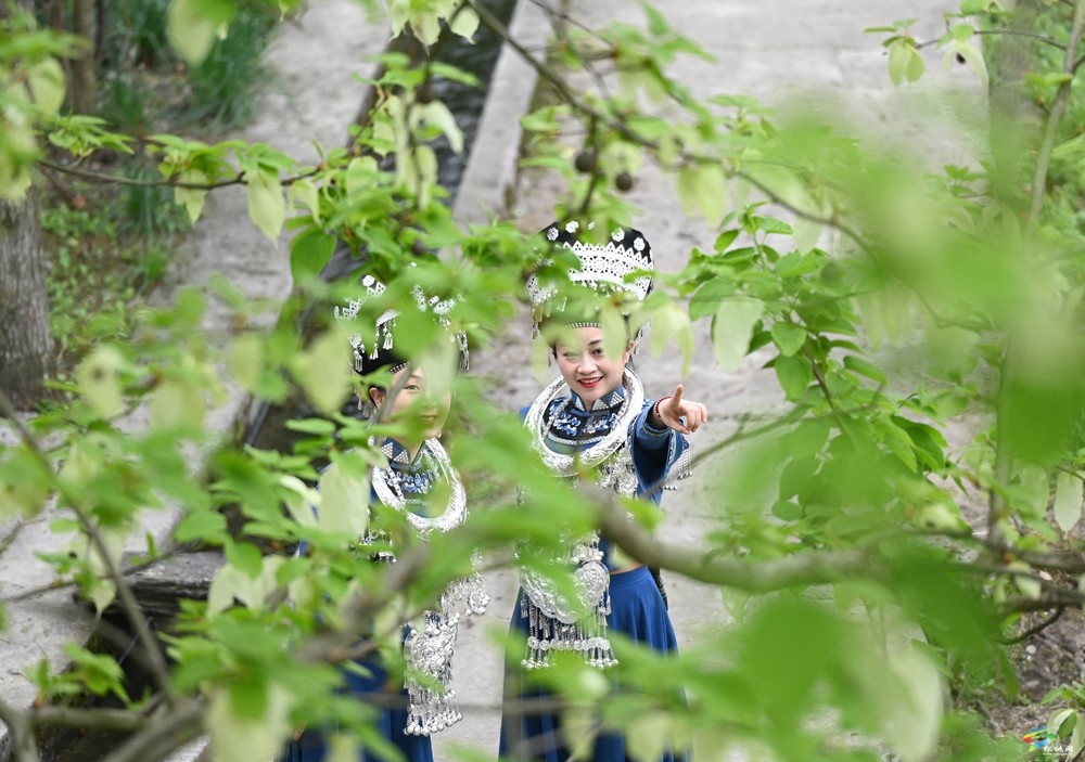【多彩貴州·花漾中國(guó)】松桃：梵凈山下 鴿子花開