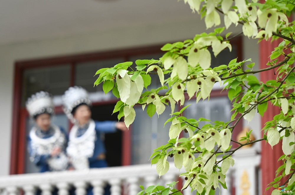 【多彩貴州·花漾中國(guó)】松桃：梵凈山下 鴿子花開
