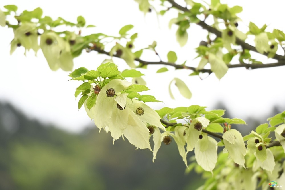 【多彩貴州·花漾中國(guó)】松桃：梵凈山下 鴿子花開