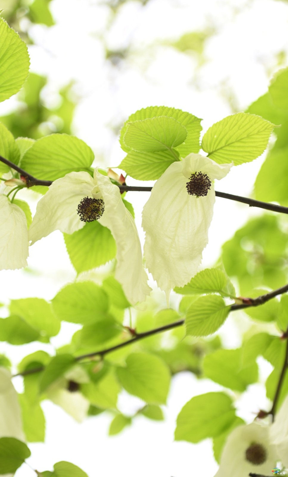 【多彩貴州·花漾中國(guó)】松桃：梵凈山下 鴿子花開