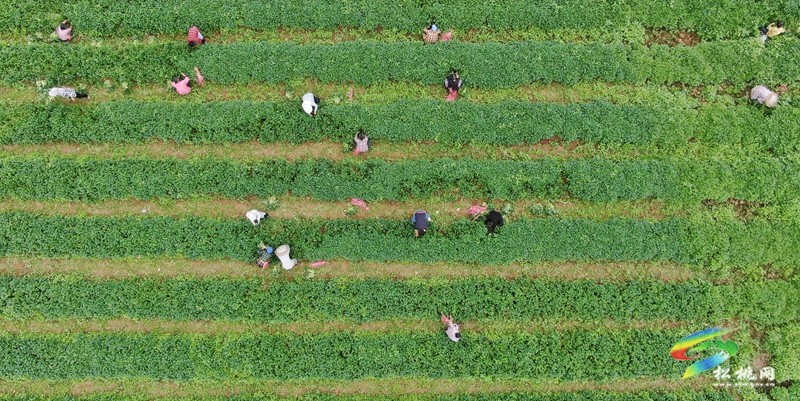 黃板鎮(zhèn)：搶抓農時栽薯苗 種下致富新“薯”光
