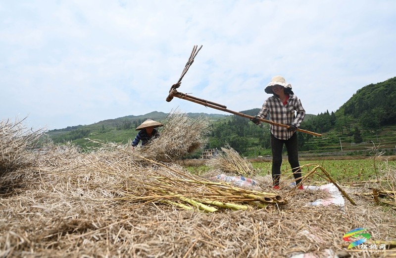 甘龍鎮(zhèn)：搶抓好時節(jié) 夏收夏種忙