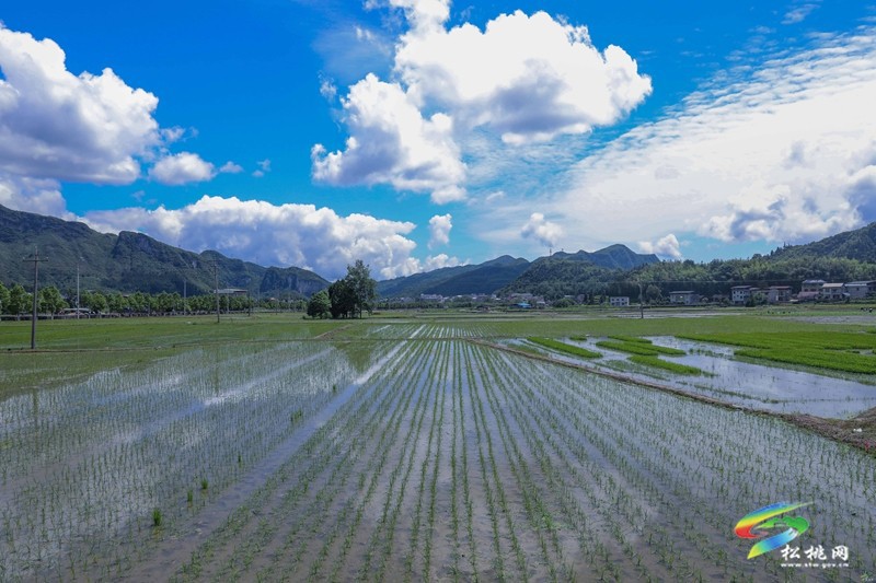 烏羅鎮(zhèn)：不負(fù)好時光 田野披“綠裝”