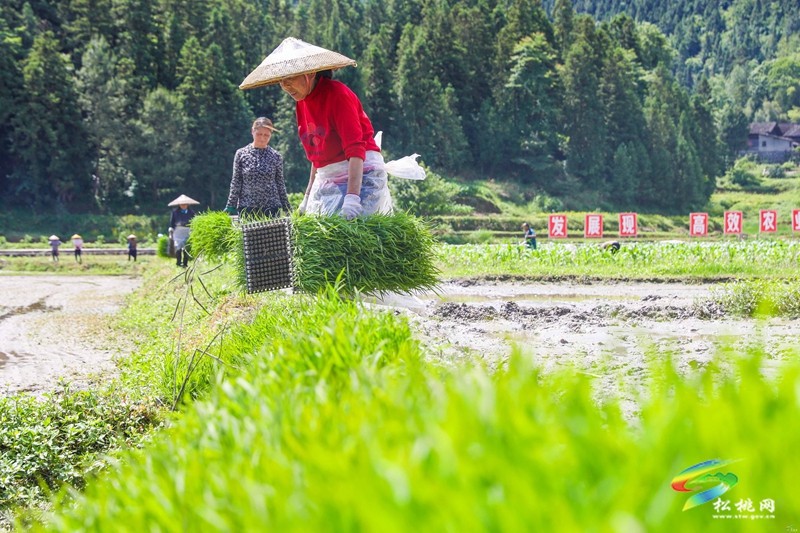 烏羅鎮(zhèn)：不負(fù)好時光 田野披“綠裝”