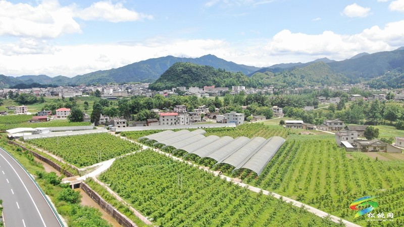 松桃烏羅：桃子成熟香滿園 特色產業(yè)促振興