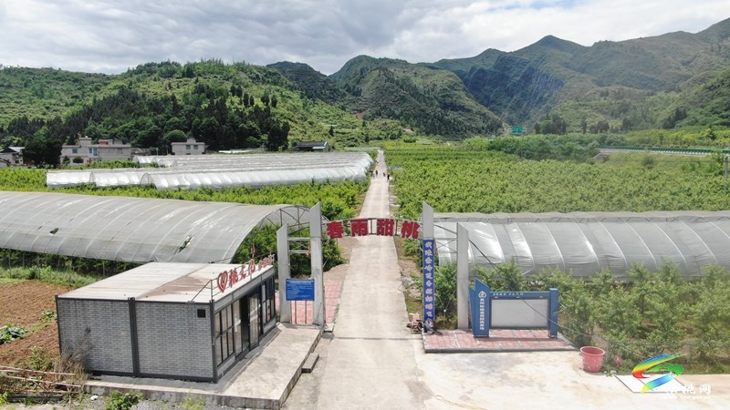 松桃烏羅：桃子成熟香滿園 特色產業(yè)促振興