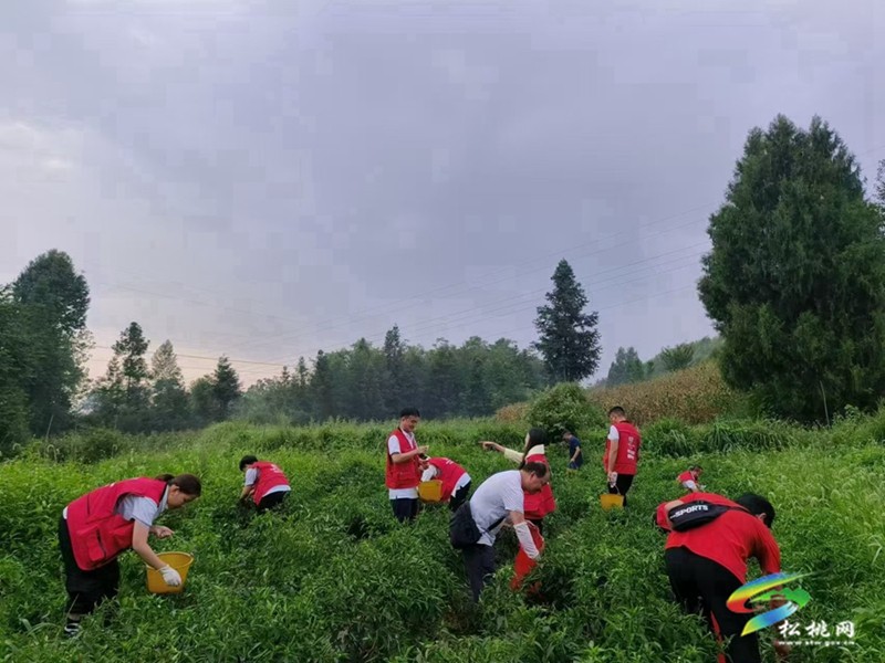 中國人民財(cái)產(chǎn)保險(xiǎn)股份有限公司松桃支公司助力盤信村辣椒采摘