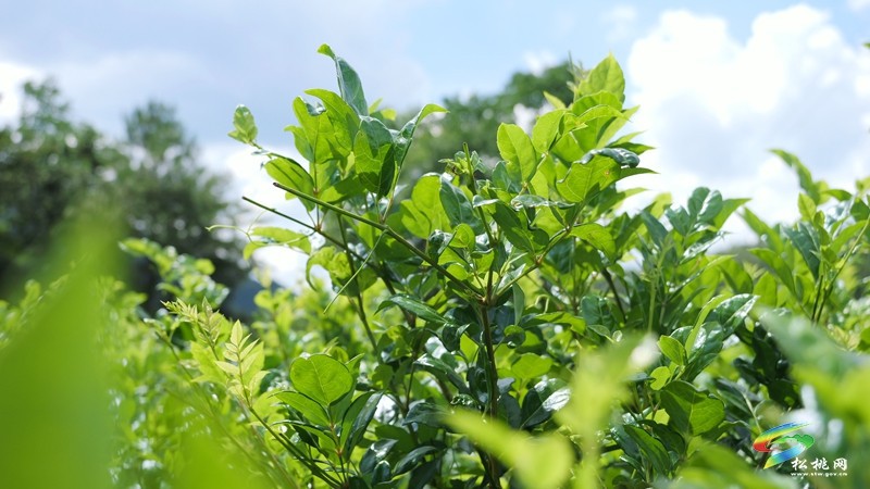 一株藤茶 “回甘”一方
